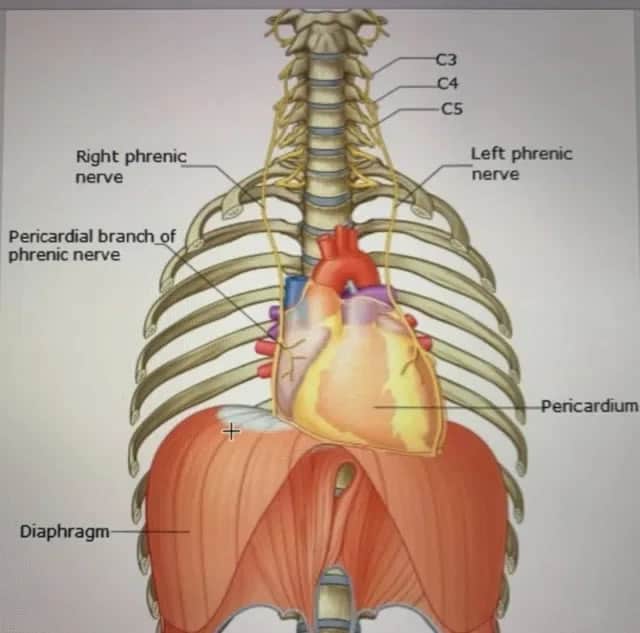 Neck Diagram