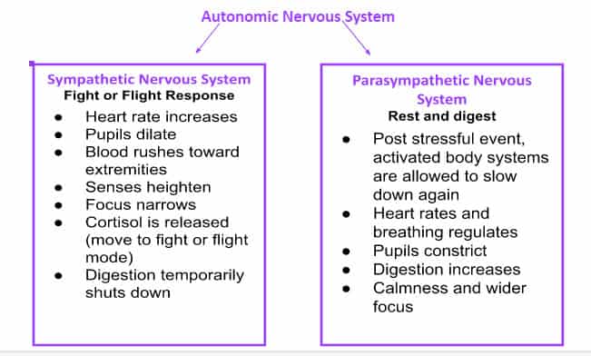 Nervous System Chart