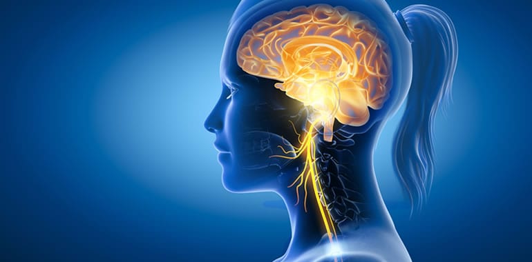 What is the Vagus Nerve and How Does it Impact Your Wellbeing